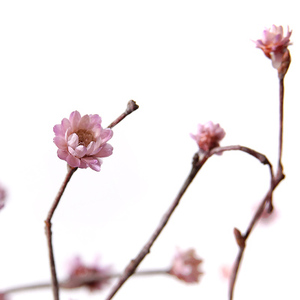 干支梅花假梅花干花枝干枝装饰小枯树枝干花森系禅意真花插花瓶