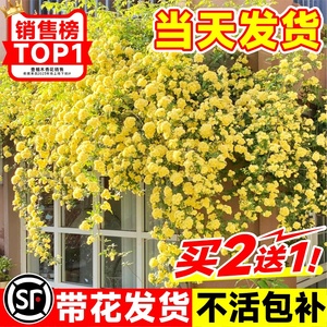 黄木香花苗爬藤植物重瓣红白木香树苗老桩阳台庭院四季开花卉盆栽