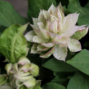 四季开花攀援花卉春姬铁线莲大花重瓣大苗 庭院阳台盆栽植物