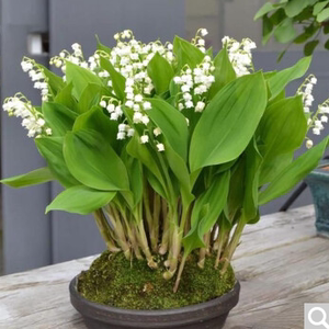 铃兰花带芽种根四季阳台净化空气吸甲醛室内客厅绿植花窗台易成活