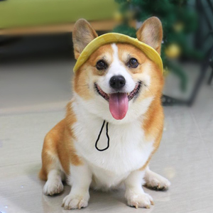 宠物帽子可爱网红狗狗装饰品柯基泰迪小型犬用品夏季夏天外出遮阳