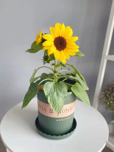 00瑞昌市淘汇购精品店淘宝矮种向日葵家养花卉植物室外花好养活四季