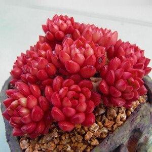 000人付款淘宝丸叶红司多肉植物直批含盆带土室内窗台花卉绿植盆栽