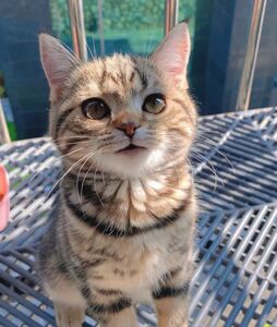 中华田园猫幼崽宠物小狸花猫活体猫舍幼猫纯种土猫家猫猫猫咪活物