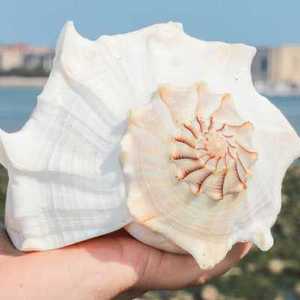 左旋螺观音螺法器天然超大海螺贝壳佛器纪念品家居摆件包邮o