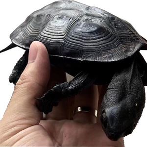 贵乌龟活物稀有龟巨型乌龟水族宠物墨龟 全黑顶r墨乌龟活物 大型