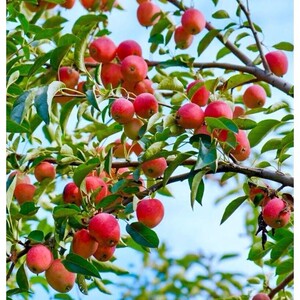 花果海棠果树苗特大早熟种植盆景耐寒广西观赏嫁接苗南方地栽长寿