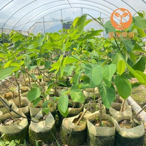 新品种榴莲释迦果苗单果重2-4斤