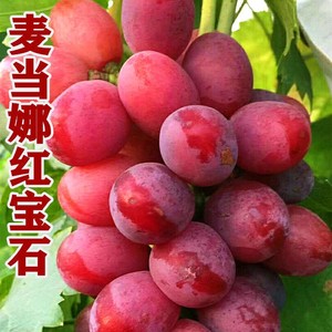麦当娜红宝石葡萄树苗南北方种植盆栽地栽果树苗新品种山东青岛