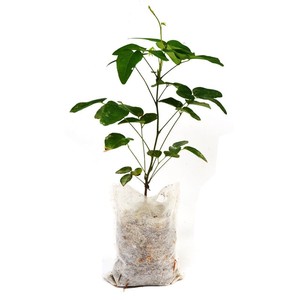 八月瓜果苗 8月炸九月瓜树苗 三叶木通果树盆栽带土带叶 包活