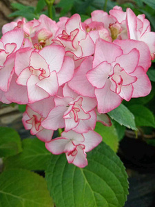 惠子小姐绣球花