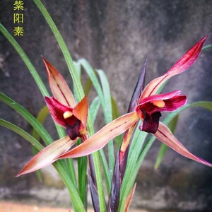 【春兰中华红素】春兰中华红素品牌,价格 - 阿里巴巴