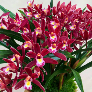 名贵兰花苗盆栽【红双喜】室内花卉四季建兰浓香 绿植