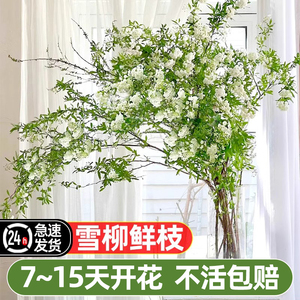 干枝雪柳鲜枝水养吊钟水培植物绿植龙柳大型盆栽枯木逢春干支重瓣