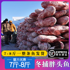 【顺丰速运7-8斤】查干湖鱼冬捕胖头鱼新鲜胖头大头鱼一整条鱼