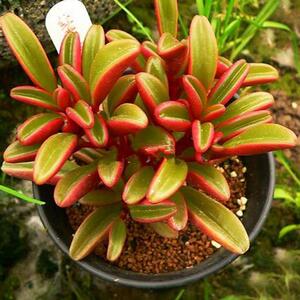 多肉植物红背椒草办公室阳台桌面防辐射绿植花卉萌肉肉小辣椒盆栽