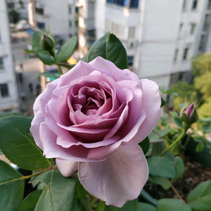 蓝色风暴棒棒糖树状月季花盆栽大花四季阳台庭院浓v香室内花卉植