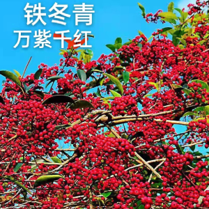 万紫千红大树