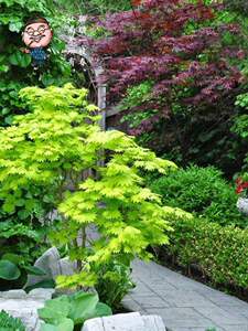 日本枫树苗庭院植物盆景盆栽金隐约旦狮子头流泉羽毛浮云橙之梦茜