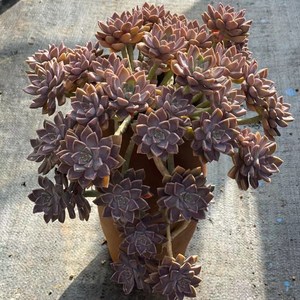 多肉植物阿伦陪小老桩妖桩多头群生盆栽易养活全年露养云南直发