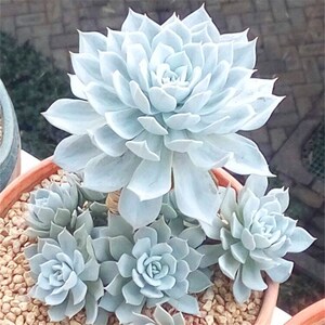 薄叶蓝鸟多肉植物盆栽蓝色天使蓝石莲肉肉办公室绿植花卉防辐射