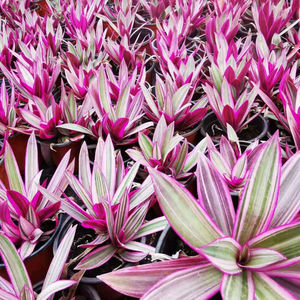 园艺彩虹蚌兰紫露兰紫锦兰彩叶紫背万年青ins风盆栽植物油画婚纱