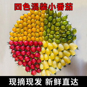 圣女果新鲜红黄白绿小番茄贝贝阳光白千禧青口蜜西红柿2/4斤现摘