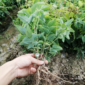 果树苗当年结果野生正品八月瓜苗四季种植南方八月炸树苗15人付款12