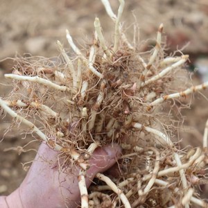 鱼腥草种子1斤5斤10贵州野生苗心四季四川现挖新鲜盆栽折耳根种根