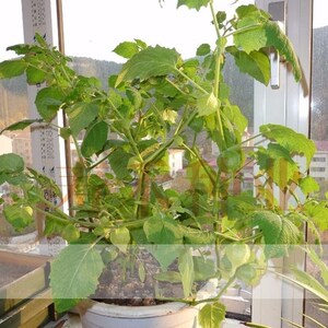 东北姑娘果灯笼果种子种籽红甜孑黄菇娘四季盆栽蔬菜树苗果苗果树