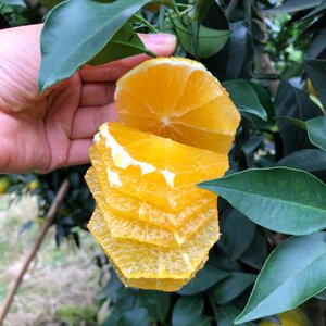 四川爱媛38号树苗果冻橙苗象山红美人柑桔树苗橘子树大树苗圃盆栽