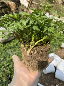 野生川芎苗庭院绿植食用中药材种苗阳台盆景盆栽带原土发货