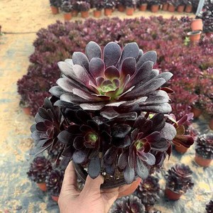 网红魔法有多肉套餐系列黑老法师盆栽大盆老o桩品植物新款爆盆包