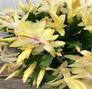 观花金黄色好养植物花带兰花苗多色开花蟹爪兰带花苞当年冬季客厅