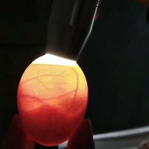 照孵化检查强光照鹅灯器蛋led孵化鸟蛋全自动冷光手电专用鸭蛋鸡