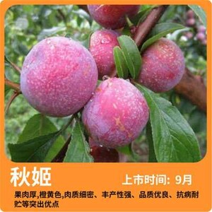 新品种妖姬李子苗树 嫁接苗特大树苗脆骨脱骨李子苗南北方种植