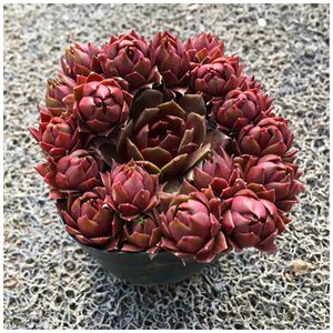 冰火芙蓉多肉植物