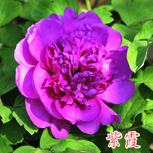 买2送1大红牧丹菏泽牡丹花苗正宗花王盆栽庭院洛阳花卉山东地栽