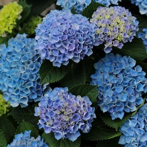 魔幻系列海洋革命珊瑚大花绣球重瓣绣球八仙花庭院阳台花卉盆栽