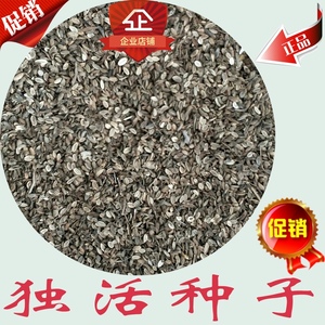 2021 独活种子 独活 独活籽 大叶芹 东北牛防风 短毛独活 独活