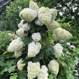 海蒂的花园绣球花苗和声雪花栎叶绣球花庭院露台耐寒植物花卉盆栽