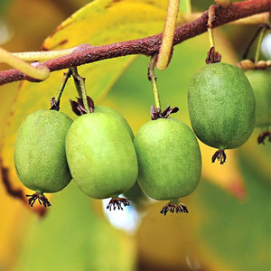 海蒂的花园软枣猕猴桃耐寒藤本多年生果树花园庭院爬藤植物盆栽苗