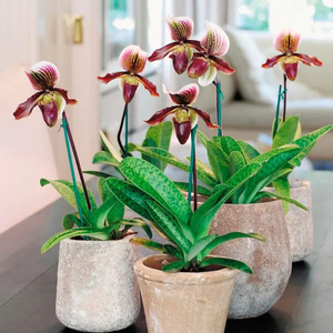 海蒂的花园兜兰拖鞋兰室内桌面盆栽植物兰花多年生好养花卉盆栽苗