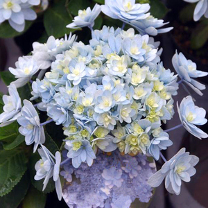 海蒂的花园 佳澄重瓣可调色绣球花阳台庭院花卉耐阴植物盆栽花苗