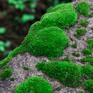鲜活苔藓微景观植物假山水陆缸青苔生态瓶雨林缸盆景短绒白发藓