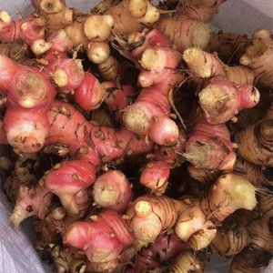 潮汕南姜新鲜包邮5斤装 精选野生山姜牛羊肉火锅去