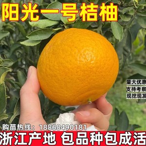 新品种柑橘苗 阳光一号桔柚 橘柚嫁接柑桔果树苗木 中早熟抗霜冻