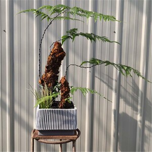 蕨类植物一叶禅蕨网红大型室内书房茶桌造景庭院禅意观叶好养水培