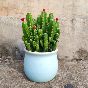 【鸿运k当头】万重山多肉植物仙人掌球好运招财室内绿植花卉盆栽