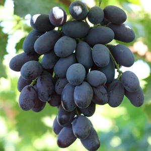 新疆葡萄苖黑美人指黑加仑吐鲁番蓝宝石黑提子苖葡萄树苖可结果树